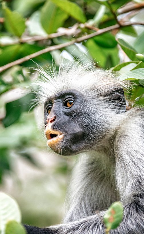 Nahaufnahme des roten Stummelaffen in den Bäumen des Regenwaldes von Sansibar. Verlinkung zu Sansibar Angeboten.