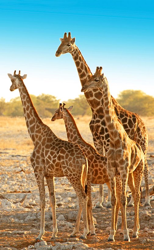 Giraffen in der Savanne. Verlinkung zu Kenia Angeboten.