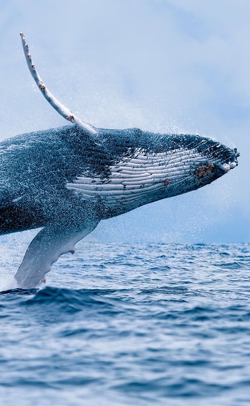 Springender Buckelwal. Verlinkung zu Kanada Reisen.